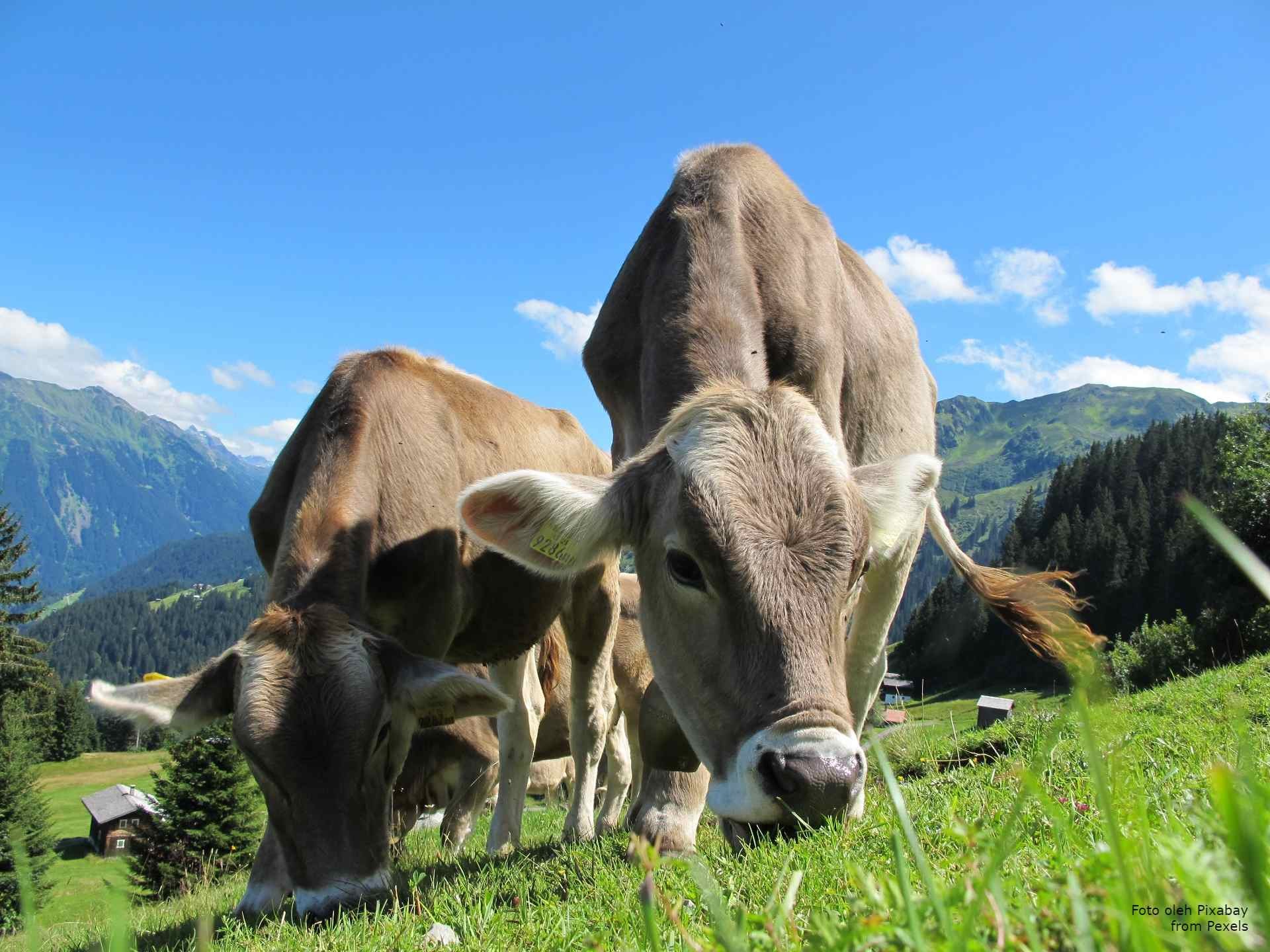 New Zealand Plan for Taxing Livestocks Burp and Fart in 2025